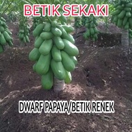 Benih F1 betik sekaki renek (10 seeds) Dwarf papaya 1 feet banyak buah manis  benih buahan dan sayuran