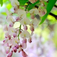 3 เมล็ดพันธุ์ เมล็ด วิสทีเรีย ดอกฟูจิ ไม้เถาวัลย์ ดอกเป็นช่อ สายพันธุ์ Pink Wisteria สีชมพู (Wisteri