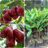 anak pokok jambu madu merah hybrid thai 100% original