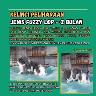 KELINCI FUZZY LOP - KELINCI ANAKAN - KELINCI LUCU - KELINCI PELIHARAAN - KELINCI KECIL
