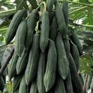 50 เมล็ด มะละกอ ผลไม้ Papaya Seeds สายพันธุ์ มะละกอครั่ง