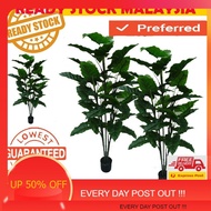 READY STOCK MALAYSIA  PREMIUM MONSTERA 1.4  SKY BIRD POKOK PISANG VIRAL