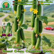 พร้อมส่งจากไทย เมล็ดแตงกวา สปีดแม็ก 30เมล็ด เมล็ดพันธุ์แตงกวา เมล็ดพันธุ์ผัก เมล็ดพันธุ์แตงกวาสปีดแม