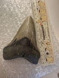巨齒鯊牙齒化石