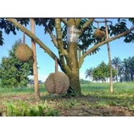 anak Pokok durian d99 kawin