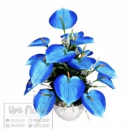 Anthurium Mickey mouse Bunga Blue | Anthurium bunga biru