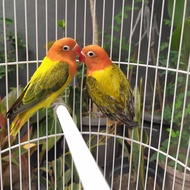Adeeva Point / Burung Lovebird / Lakbet Biola / Bio Ewing Gold Paud Sepasang