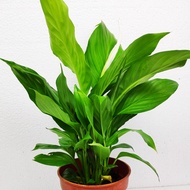 Spathiphyllum Peace lily plant [Indoor plant]