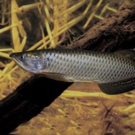 IKAN HIAS IKAN JARDINI ARWANA BATIK BIG SIZE