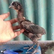 Ayam Pelung Anak Berkualitas