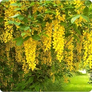 Anak Pokok Bunga Golden Chain Batik Daun biasa bunga juntai lophanthera lactescens