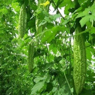 Bitter Gourd Bitter Squash Kugua Bitter Cucumber Non-GMO Heirloom Variety seeds Long Bitter Melon Go