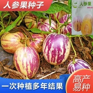 Authentic Ginseng Fruit Seeds Years Old Fruit Seeds Four Seasons Sowing Life Fruit Tree Seeds Courty