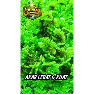 Azolla Super Seeds Last Long Delivery | Safe Wet & Fresh Packing | Suitable for Out of Town Expediti