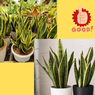 Tanaman Lidah Mertua Hidup, Tanaman Lidah Mertua Jumbo, Tanaman Lidah Mertua Jumbo Super