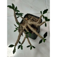 Nice Euphorbia Decaryi 老庄皱叶麒麟大块垠