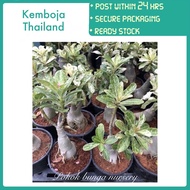 PBN - kemboja thailand - daun batik variegated pokok bunga nursery random ID belum berbunga tanaman 