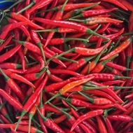 Siling Labuyo Seeds - Hot Pepper Seeds - Vegetable Seeds