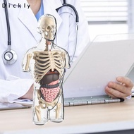 [Dickly] Human Body Model Kits Body Parts Organs for Preschool Teacher Supplies