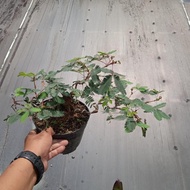 Promo bonsai putri malu tinggal pajang Non COD