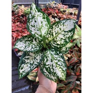 Promo bibit bonggol Aglaonema dud white / Aglonema DUD WHITE