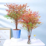 鲜木 上火焰南天竹变色四季红天竹盆景老桩树苗庭院室内客厅盆栽 20-30厘米（5棵）