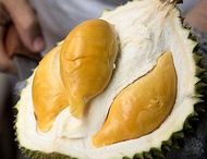 ANAK POKOK DURIAN D13 GOLDEN BUN (1pkk)