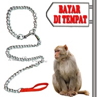 RANTAI TUNTUN ANJING MONYET KUCING MUSANG OTER PUPPY REPTIL HEWAN