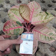 Aglaonema Romantic Love mutasi 10 Desember 2021