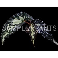 【HIDINGNATURE】 Begonia sp mantuk (rare)