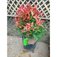 !️[LUSH] Red EUGENIA•Garden Decor