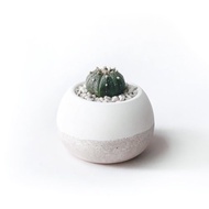奶茶系列 | 星兜 圓潤造型雙色水泥仙人掌植栽 肥圓