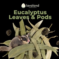 Lavaland | Eucalyptus Leaf Pods Sticks Branches for Sugar Glider Bedding ｜Deodorizing Bedding｜Safe C