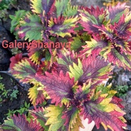 Miana/Coleus/Jawer Kotok Premium Rainbow Sultan