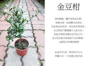 心栽花坊-金豆柑/4吋/造型樹/綠化植物/綠籬植物/售價200特價180