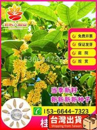 梧銳🎏新採摘常綠八月桂花種子 種籽金桂丹桂日香桂花四季桂花種籽九里香金粟