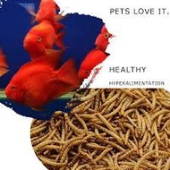 Mealworm Meal Worm Freeze Dried Hamster Reptiles Fish aquarium Food Arowana jumbo fish