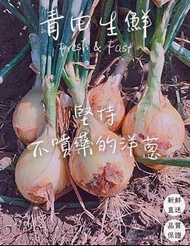 【青田生鮮】．堅持不噴藥．本土洋蔥．旭茗果樹．十斤/箱(6000g)．產地新鮮直送．