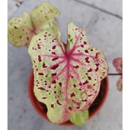Caladium Miss Muffet / rare species / Indoor Plant / Real Live Plant / Office Plant / House &amp; Garden