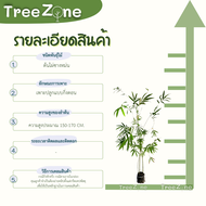 ต้นไผ่ซางหม่น ความสูง 150-170 cm. ลักษณะพิเศษที่เจริญเติบโตได้เร็ว ลำต้นมีขนาดใหญ่สม่ำเสมอตรงตามธรรมชาติ แข็งแรง เนื้อไม้หนา กิ่งแขนงน้อย (เกรดพรีเมียม ประกันพันธุ์แท้100%)