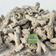 Ginger Coral Reef Coral Sea Coral Stone Ginger Coral Coral Reef Stone Sea Coral Ginger Coral Media A