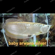 Grosir Baby Arwana Silver Brazil Murah