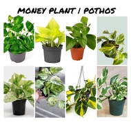 Indoor Plant/Pothos| Manjula| Marble| Njoy| Green Global| Neon