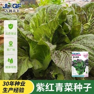 Purple Vegetable Seeds Wide-Help Purple Vegetable Seeds Pickled Pickled Vegetables Pickled Vegetable