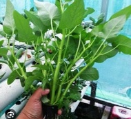 paket 5 bibit kangkung lombok/kangkung air