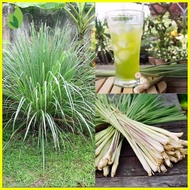 ❁  ╞ ◫ lemon grass plant seeds