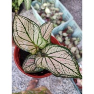 caladium daging urat hijau/caladium thai termurah