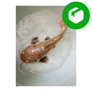 Ready Stock Ikan Redtail catfish RTC Jumbo size