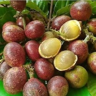 ANAK POKOK Buah Matoa Hitam/Longan Brazil