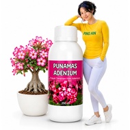 PUNAMAS ADENIUM | PUPUK TANAMAN HIAS ADENIUM CEPAT BESAR RAJIN BERBUNGA BONGGOL BESAR AKAR KUAT